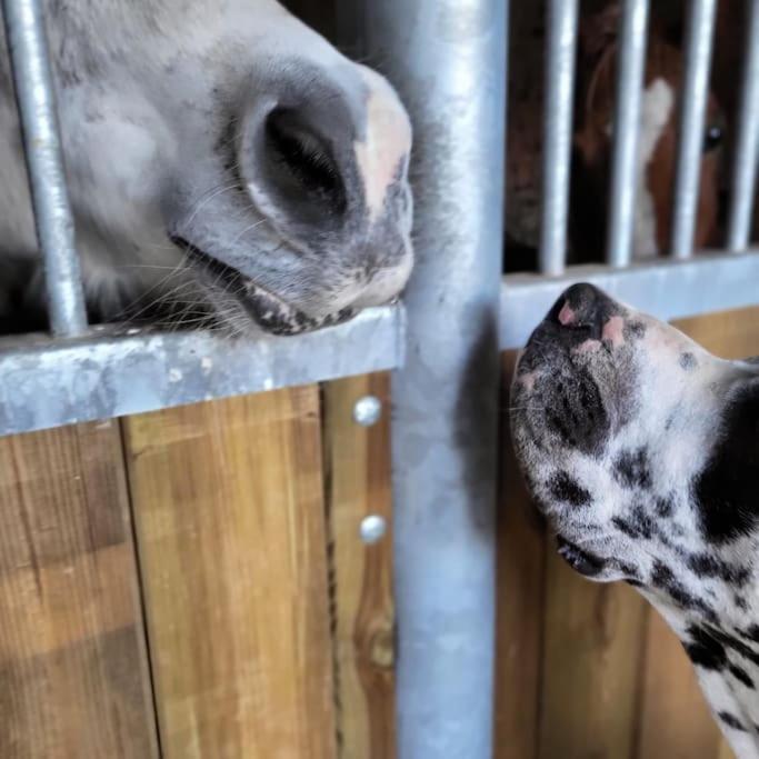 Gite Au Haras D'Agathe Et Ses Princes Les Barils Екстериор снимка
