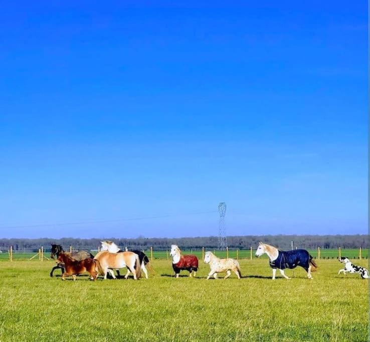 Gite Au Haras D'Agathe Et Ses Princes Les Barils Екстериор снимка